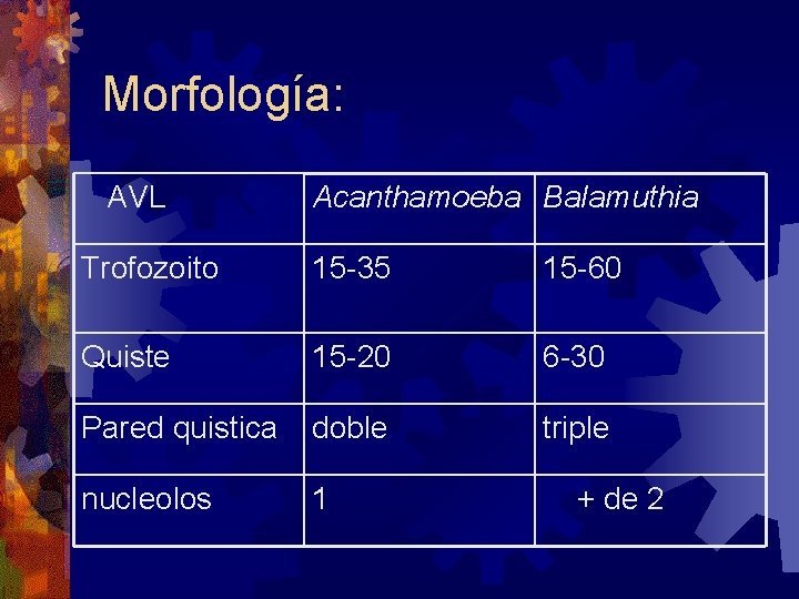 Morfología: AVL Acanthamoeba Balamuthia Trofozoito 15 -35 15 -60 Quiste 15 -20 6 -30