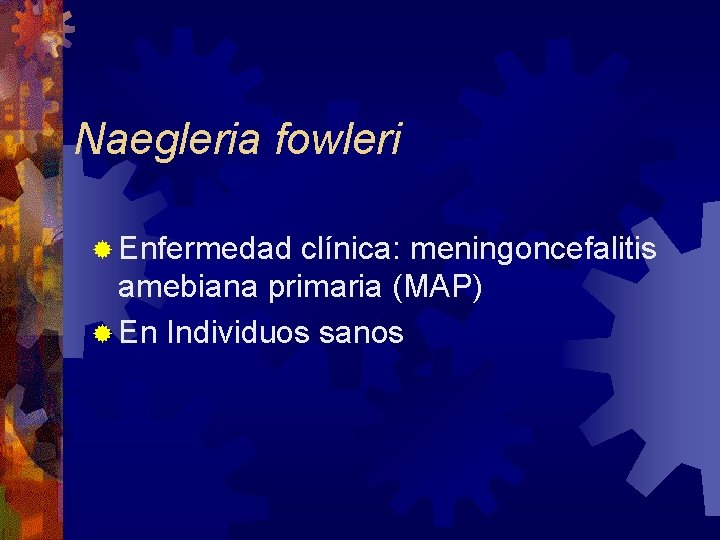 Naegleria fowleri ® Enfermedad clínica: meningoncefalitis amebiana primaria (MAP) ® En Individuos sanos 