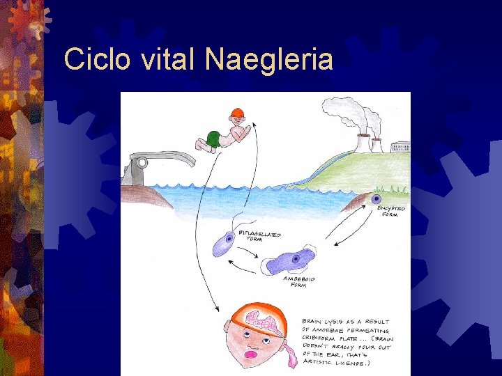 Ciclo vital Naegleria 