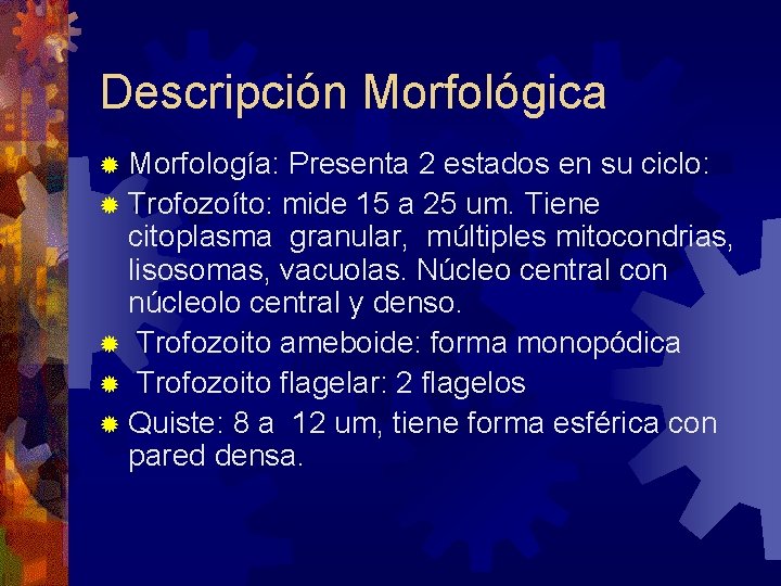 Descripción Morfológica ® Morfología: Presenta 2 estados en su ciclo: ® Trofozoíto: mide 15