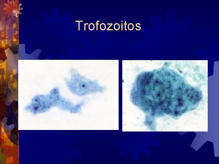 Trofozoitos 