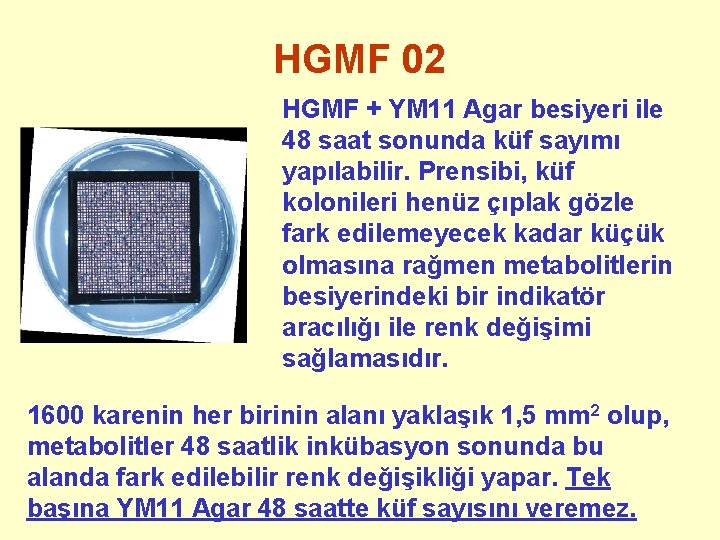 HGMF 02 HGMF + YM 11 Agar besiyeri ile 48 saat sonunda küf sayımı