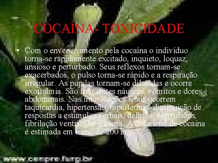 COCAÍNA- TOXICIDADE • Com o envenenamento pela cocaína o indivíduo torna-se rapidamente excitado, inquieto,