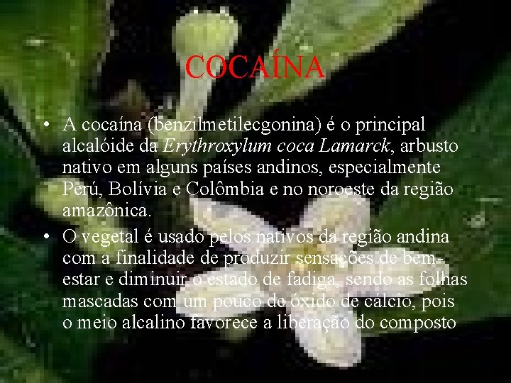 COCAÍNA • A cocaína (benzilmetilecgonina) é o principal alcalóide da Erythroxylum coca Lamarck, arbusto