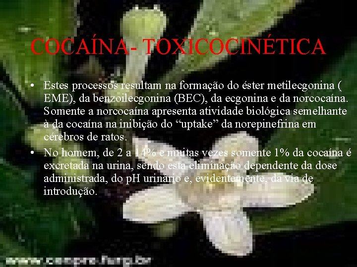 COCAÍNA- TOXICOCINÉTICA • Estes processos resultam na formação do éster metilecgonina ( EME), da