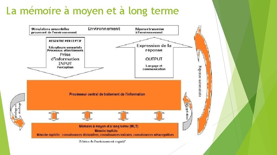 La mémoire à moyen et à long terme 