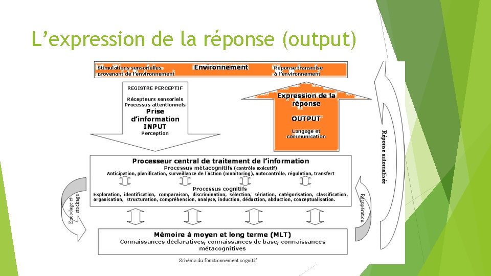 L’expression de la réponse (output) 