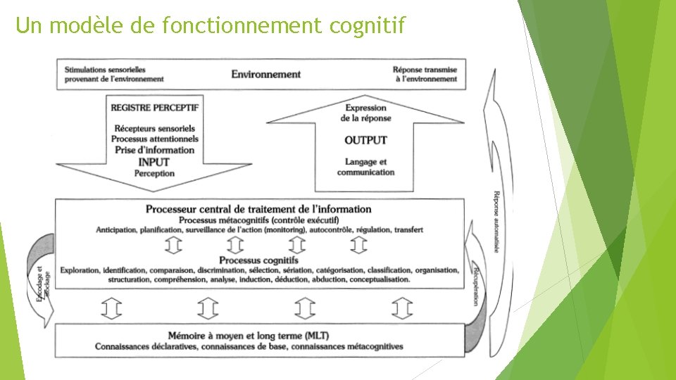 Un modèle de fonctionnement cognitif 