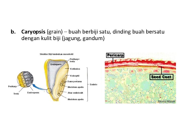 b. Caryopsis (grain) – buah berbiji satu, dinding buah bersatu dengan kulit biji (jagung,