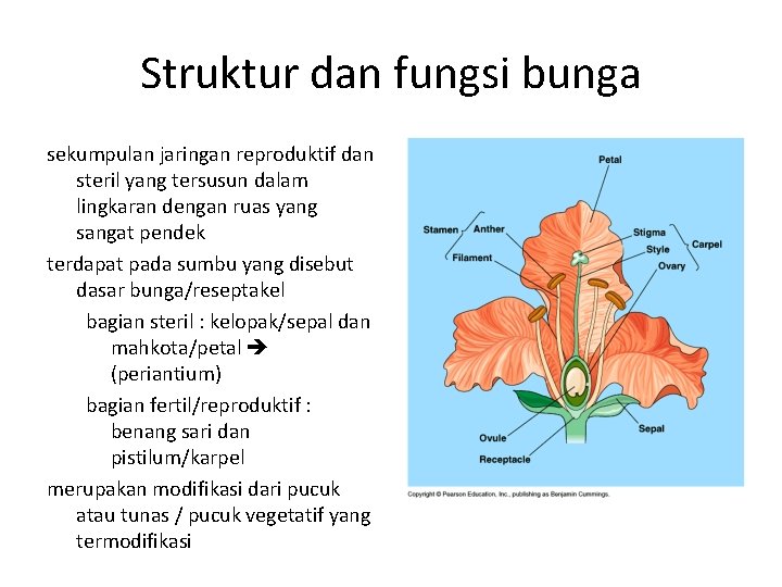 Struktur dan fungsi bunga sekumpulan jaringan reproduktif dan steril yang tersusun dalam lingkaran dengan