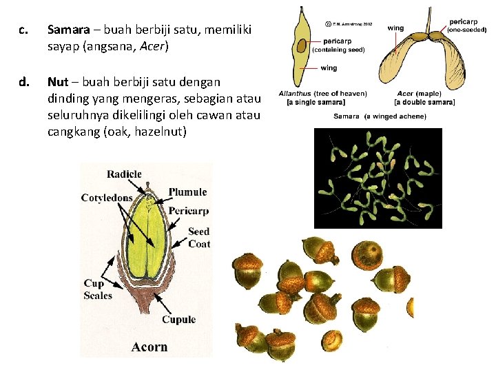 c. Samara – buah berbiji satu, memiliki sayap (angsana, Acer) d. Nut – buah