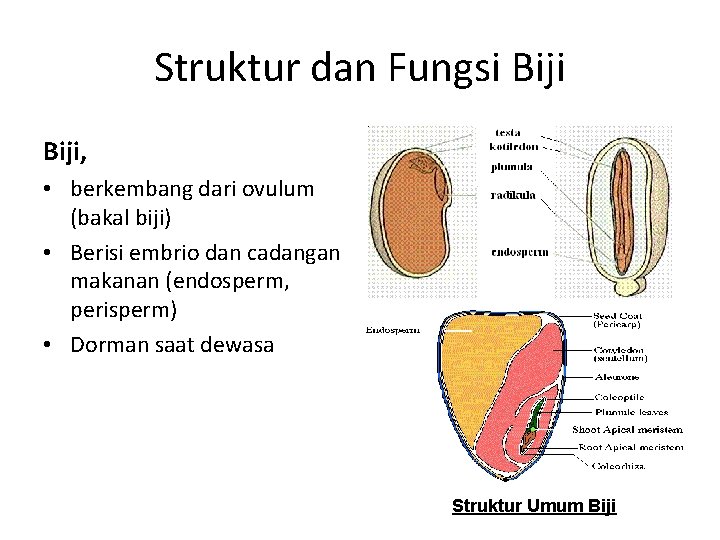 Struktur dan Fungsi Biji, • berkembang dari ovulum (bakal biji) • Berisi embrio dan