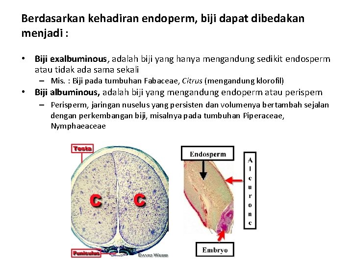 Berdasarkan kehadiran endoperm, biji dapat dibedakan menjadi : • Biji exalbuminous, adalah biji yang
