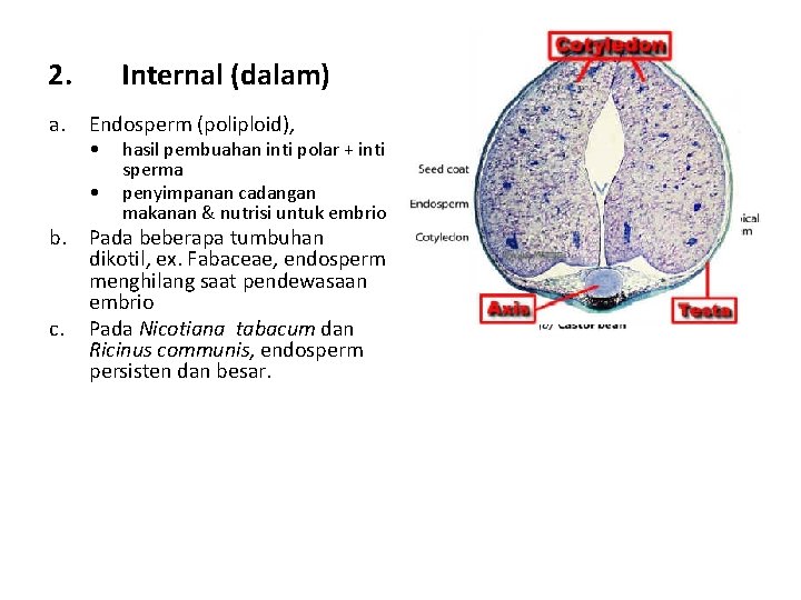 2. a. Internal (dalam) Endosperm (poliploid), • • hasil pembuahan inti polar + inti
