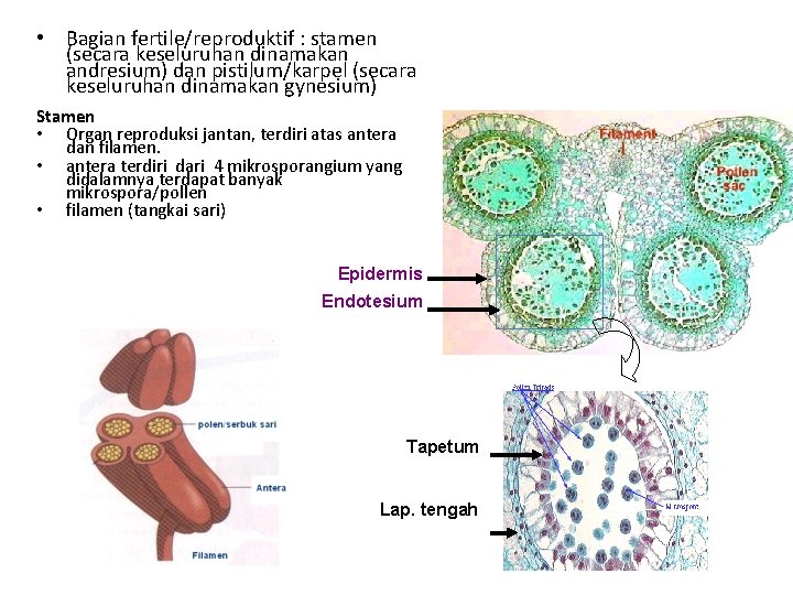  • Bagian fertile/reproduktif : stamen (secara keseluruhan dinamakan andresium) dan pistilum/karpel (secara keseluruhan