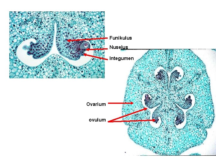 Funikulus Nuselus Integumen Ovarium ovulum 