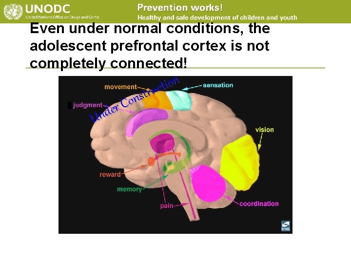 Even under normal conditions, the adolescent prefrontal cortex is not completely connected! n o