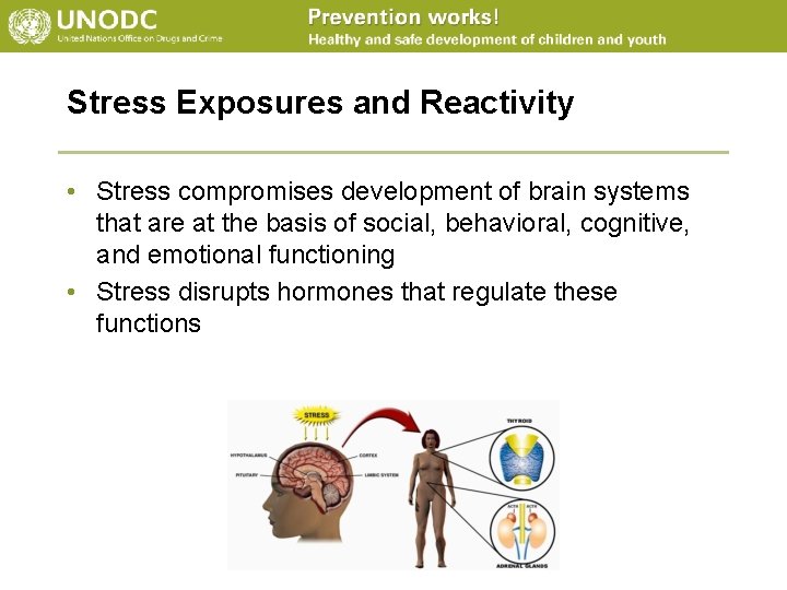 Stress Exposures and Reactivity • Stress compromises development of brain systems that are at