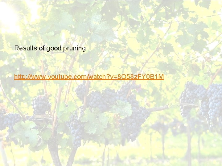 Results of good pruning http: //www. youtube. com/watch? v=8 Q 58 z. FY 0