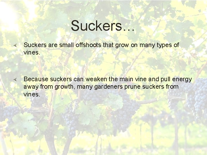 Suckers… Suckers are small offshoots that grow on many types of vines. Because suckers Suckers… Suckers are small offshoots that grow on many types of vines. Because suckers