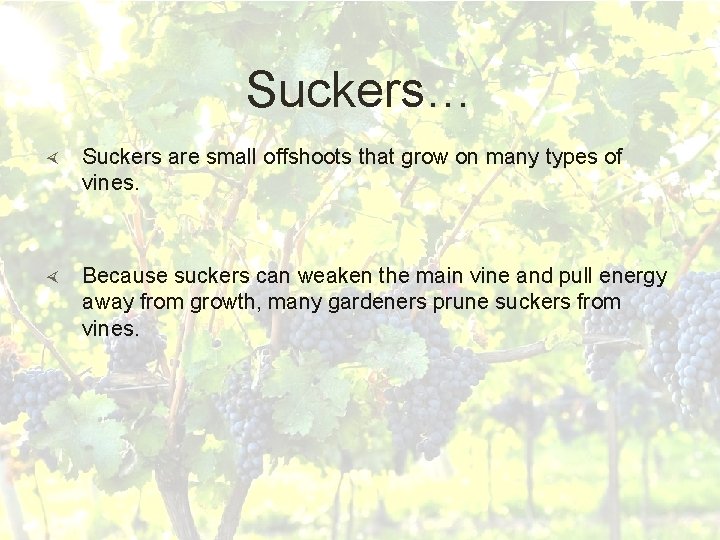 Suckers… Suckers are small offshoots that grow on many types of vines. Because suckers