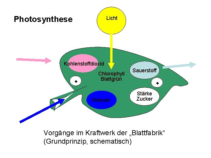 Photosynthese Licht Kohlenstoffdioxid + Chlorophyll Blattgrün Wasser Sauerstoff + Stärke Zucker Vorgänge im Kraftwerk