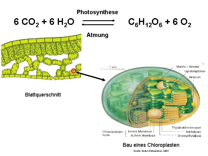Photosynthese 6 CO 2 + 6 H 2 O C 6 H 12 O