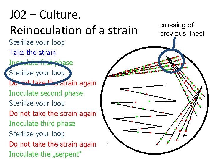 J 02 – Culture. Reinoculation of a strain Sterilize your loop Take the strain