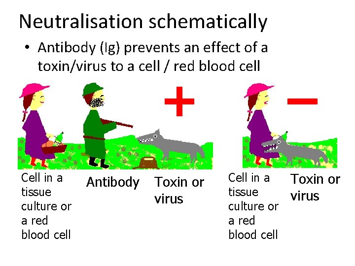 Neutralisation schematically • Antibody (Ig) prevents an effect of a toxin/virus to a cell