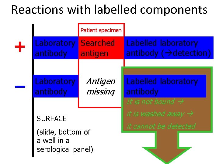 Reactions with labelled components Patient specimen + Laboratory Searched antibody antigen – Laboratory antibody