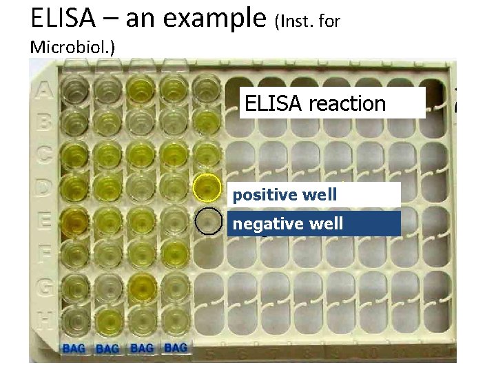 ELISA – an example (Inst. for Microbiol. ) ELISA reaction positive well negative well