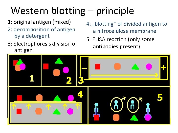 Western blotting – principle 1: original antigen (mixed) 2: decomposition of antigen by a