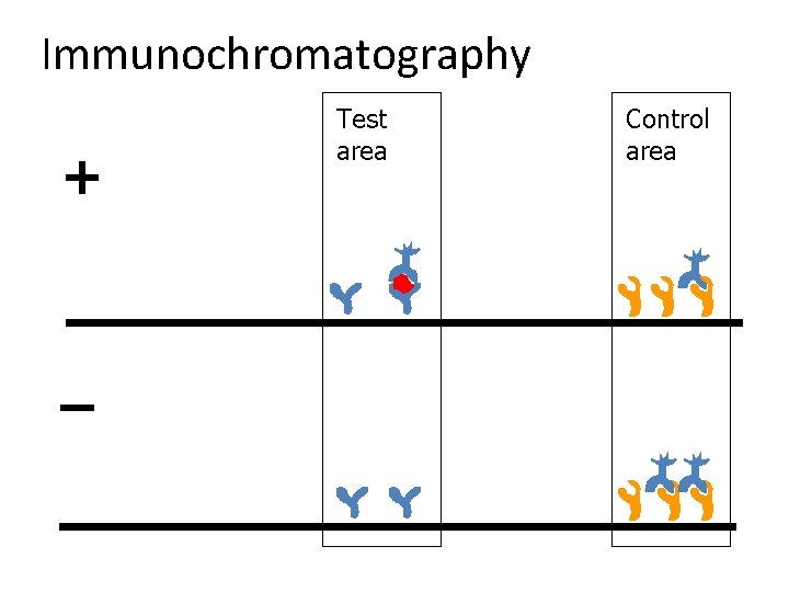 Immunochromatography + – Test area Control area 