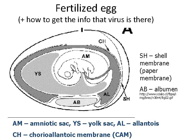 Fertilized egg (+ how to get the info that virus is there) SH –