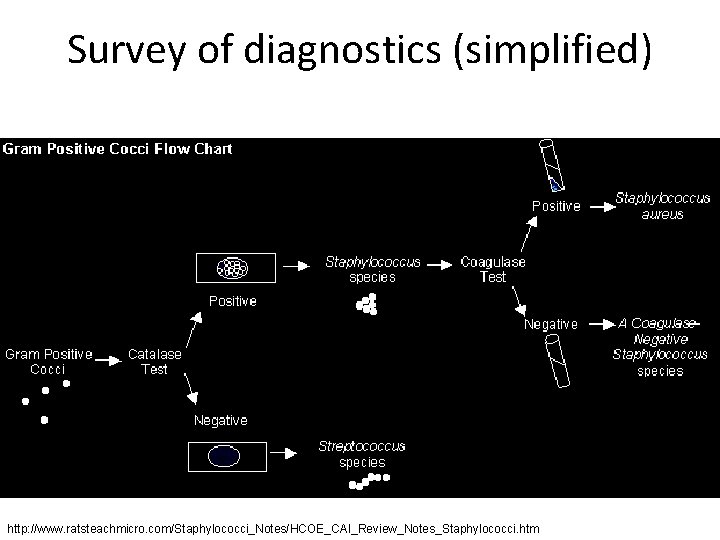 Survey of diagnostics (simplified) (or other tests) Enterococcus or http: //www. ratsteachmicro. com/Staphylococci_Notes/HCOE_CAI_Review_Notes_Staphylococci. htm