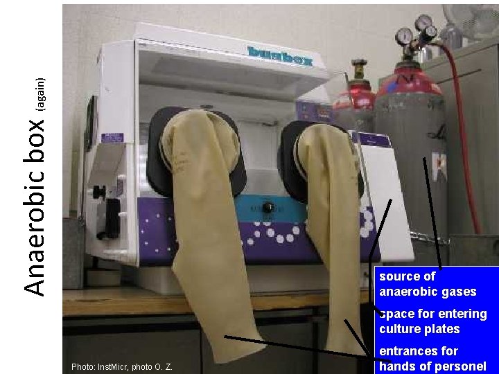 Anaerobic box (again) source of anaerobic gases space for entering culture plates Photo: Inst.