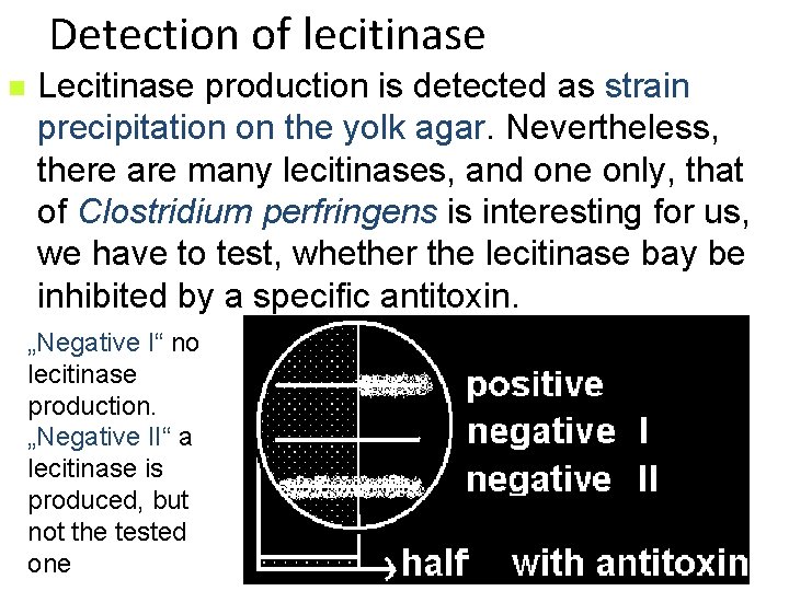 Detection of lecitinase n Lecitinase production is detected as strain precipitation on the yolk