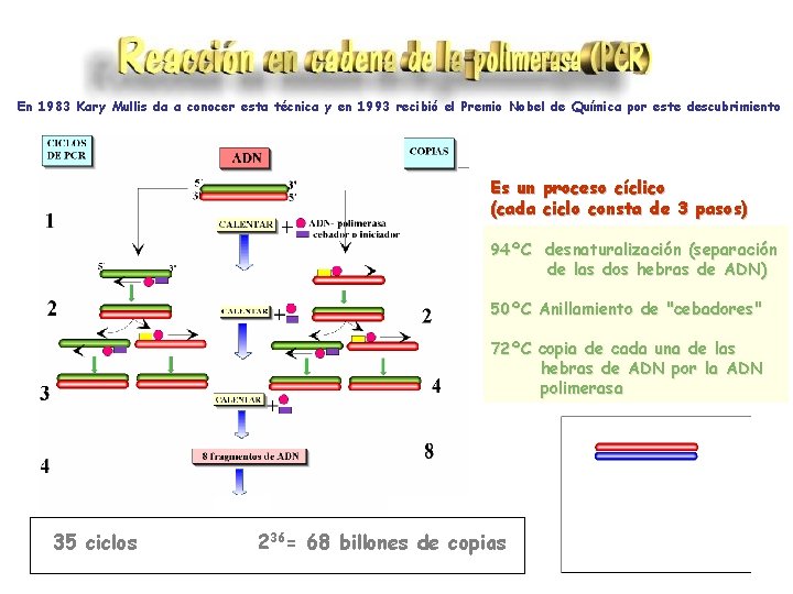 En 1983 Kary Mullis da a conocer esta técnica y en 1993 recibió el