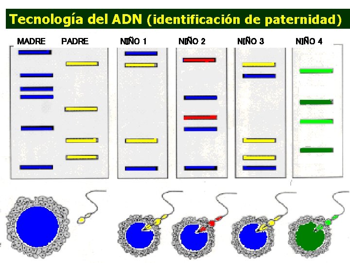 Tecnología del ADN (identificación de paternidad) MADRE PADRE NIÑO 1 NIÑO 2 NIÑO 3