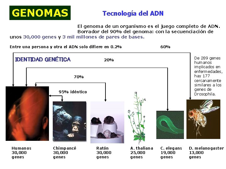GENOMAS Tecnología del ADN El genoma de un organismo es el juego completo de