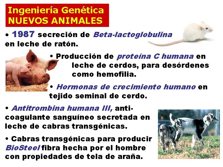 Ingeniería Genética NUEVOS ANIMALES • 1987 secreción de Beta-lactoglobulina en leche de ratón. •