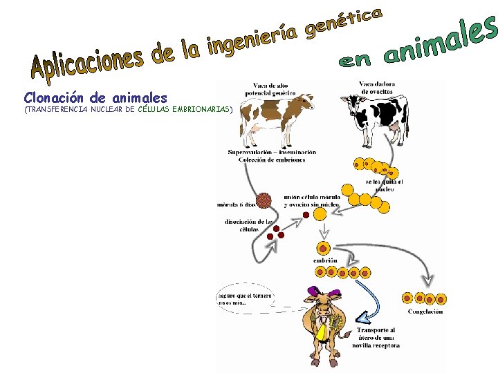 Clonación de animales (TRANSFERENCIA NUCLEAR DE CÉLULAS EMBRIONARIAS) 