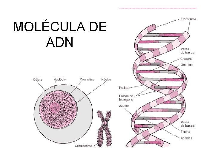 MOLÉCULA DE ADN 