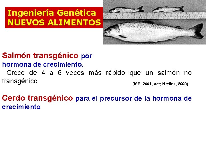 Ingeniería Genética NUEVOS ALIMENTOS Salmón transgénico por hormona de crecimiento. Crece de 4 a