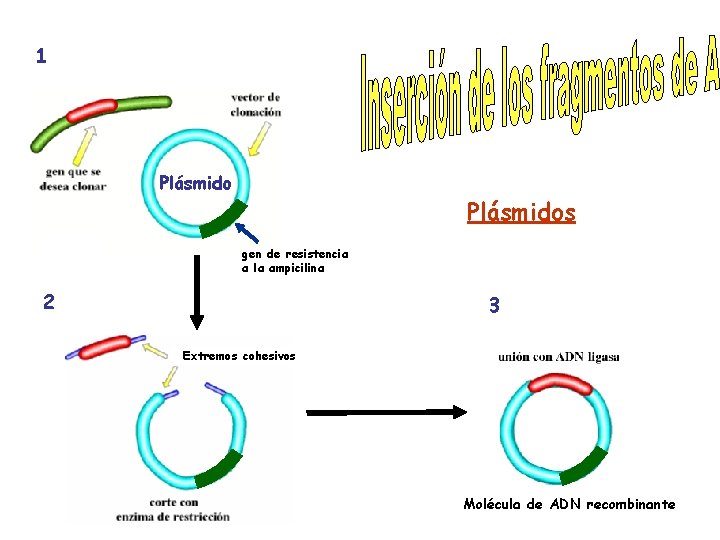 1 Plásmidos gen de resistencia a la ampicilina 2 3 Extremos cohesivos Molécula de
