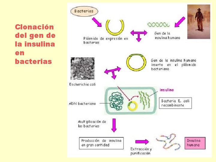 Clonación del gen de la insulina en bacterias 