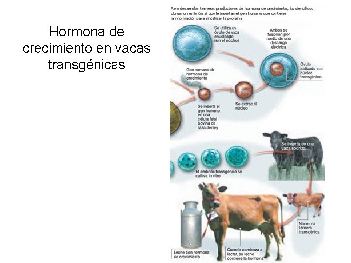 Hormona de crecimiento en vacas transgénicas 