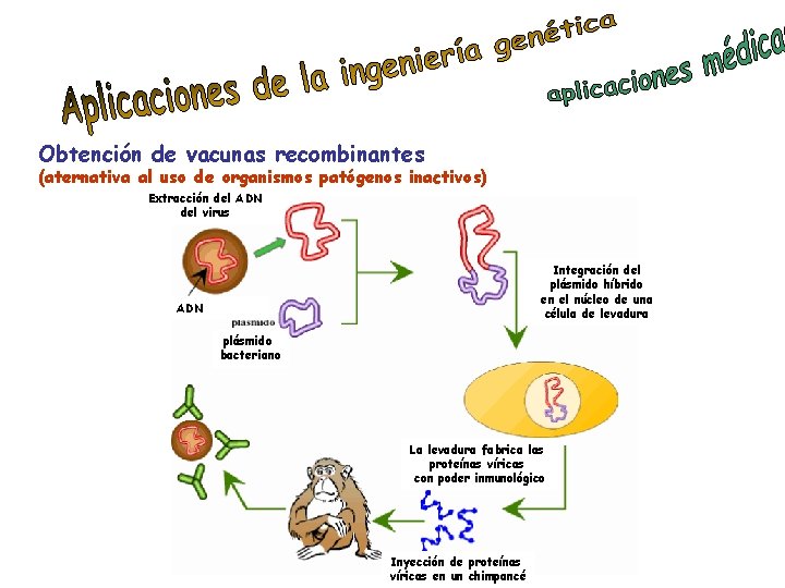 Obtención de vacunas recombinantes (aternativa al uso de organismos patógenos inactivos) Extracción del ADN