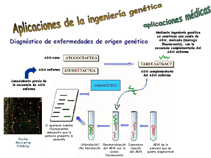 Diagnóstico de enfermedades de origen genético Mediante ingeniería genética se construye una sonda de