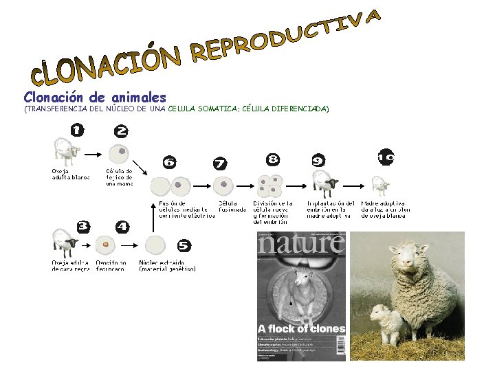 Clonación de animales (TRANSFERENCIA DEL NÚCLEO DE UNA CELULA SOMATICA: CÉLULA DIFERENCIADA) 